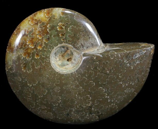 Polished, Agatized Ammonite (Cleoniceras) - Madagascar #59877